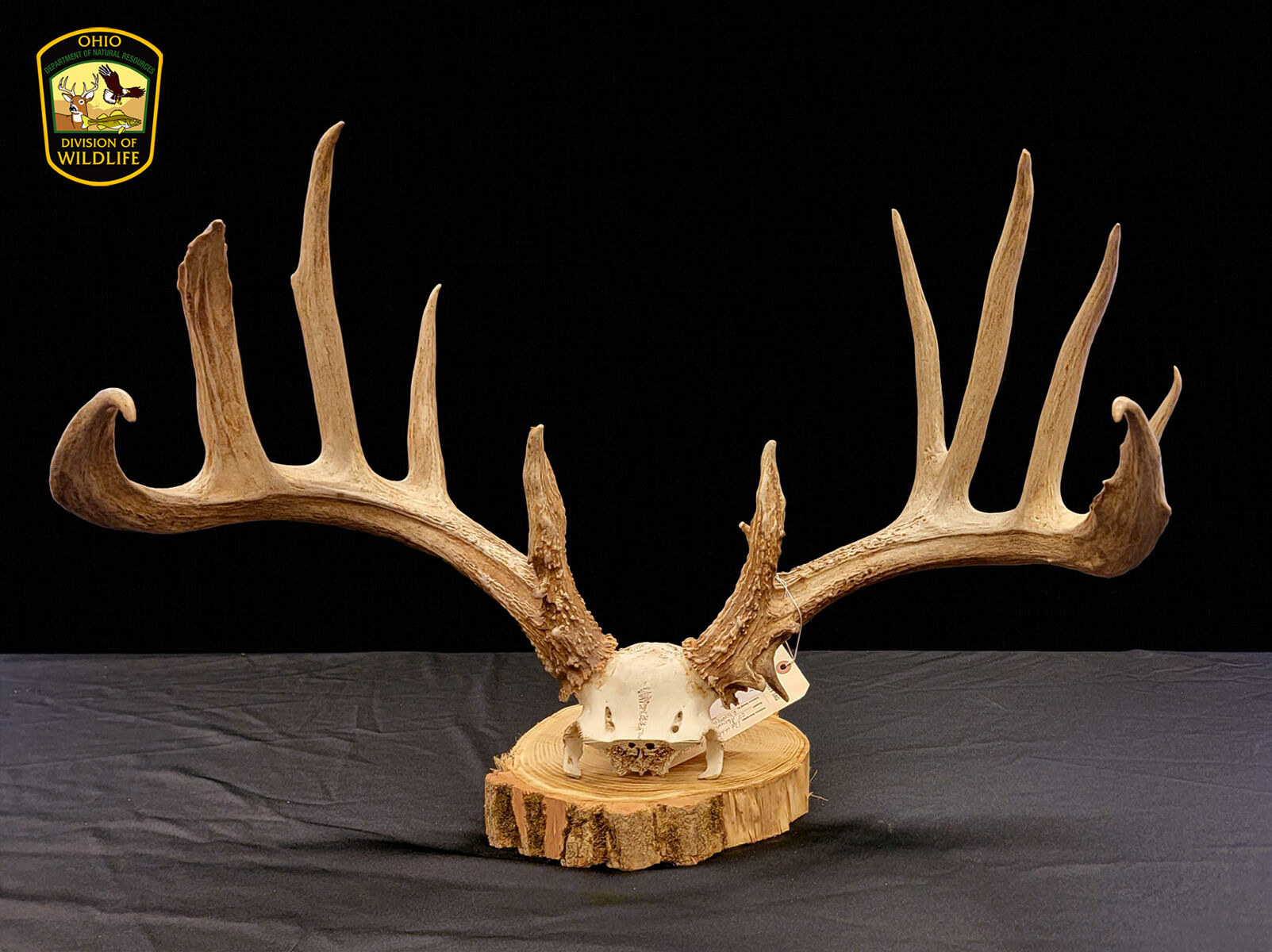 Poacher Pleads Guilty to 14 Counts in High Profile Taking of Trophy Buck in Clinton County